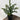 Le Fleur Araucaria Pine Tree in Pot Green 16" - Artificial Trees Silk