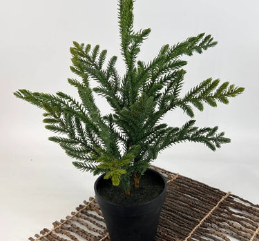 Le Fleur Araucaria Pine Tree in Pot Green 16" - Artificial Trees Silk