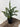 Le Fleur Araucaria Pine Tree in Pot Green 16" - Artificial Trees Silk