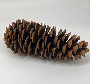 Natural Sugar Pine Cone (Approximately 11-13")