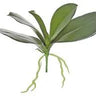 Select Phalaenopsis Leaves (x5) 10.5" - Artificial Non-Flowering Plants Silk