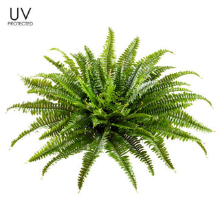 UV Boston Fern 26"