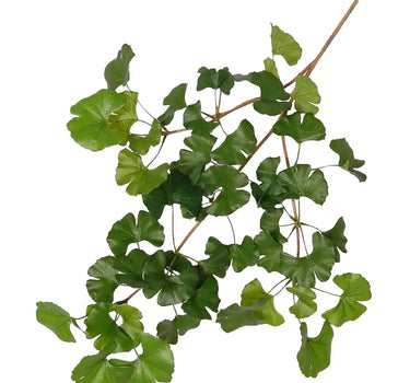 Greenhouse International Sweet Ginkgo Spray 28"L - Silk
