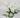 GSC Daisy Bush White 21" - Uncategorized Silk