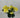 GSC Geranium Flower Bush x12 Yellow - Artificial Flora Hanging Basket & Porch Pots