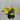 GSC Geranium Flower Bush x12 Yellow - Artificial Flora Hanging Basket & Porch Pots