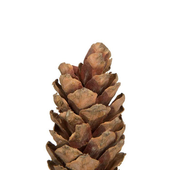 Vickerman Natural White Pine Cone Sm 50/pk 3.14" - Silk