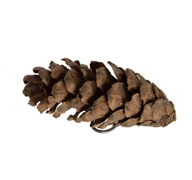 Vickerman Natural White Pine Cone Sm 50/pk 3.14" - Silk