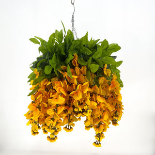 Wisteria Dk Yellow Hanging Basket