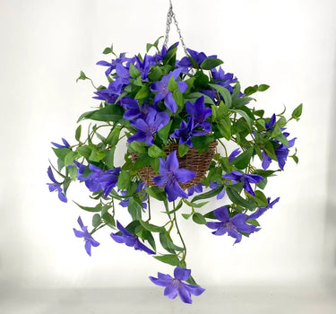 Clematis Purple Hanging Basket