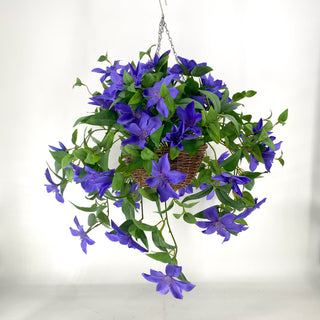 Clematis Purple Hanging Basket