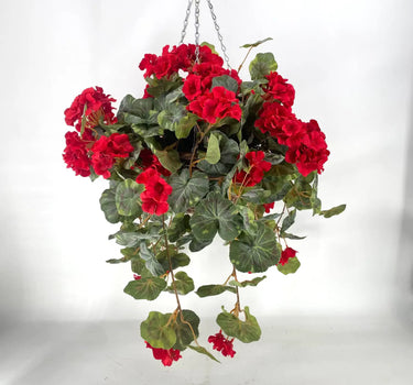 Geranium Red Hanging Basket
