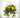 Geranium Yellow Hanging Basket