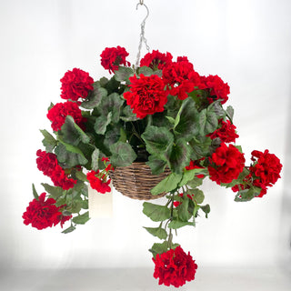 Geranium Red UV Hanging Basket