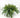 Boston Fern in Mache Pot