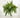 Fern Three Bush Hanging Basket