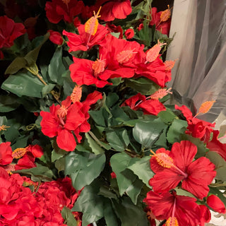 Hibiscus Hanging Bush Red