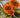 Supreme Sunflower Bush Orange 22" - Silk