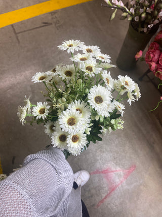 Sm Daisy Bush Cream