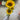 Supreme Sunflower Spray Yellow 36" - Uncategorized Silk