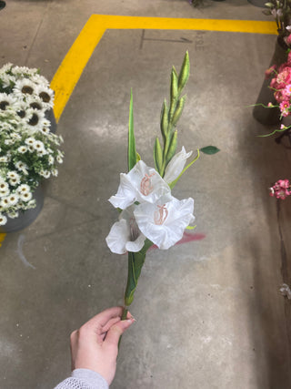 Gladiolus Spray White 22"