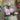 AmBest Real Touch Rose Bundle Light Pink 18" - Artificial Flowering Plants Silk