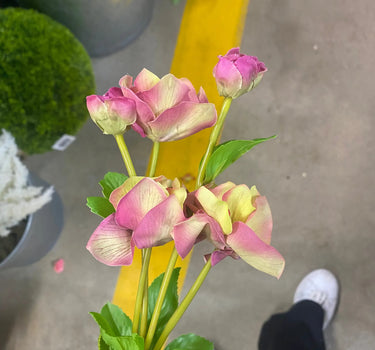 Direct Export Real Touch Helleborus Spray - Silk