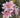 Supreme Tiger Lily Bush (x7) Pink-White - Artificial Flora Silk