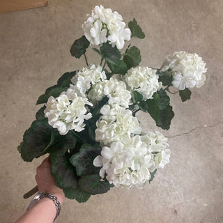 Geranium Hanging Bush UV White 22"