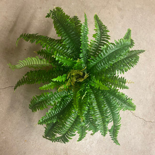 UV Boston Fern 26"