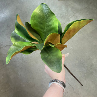 25" Magnolia Leaves Spray