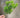 Le Fleur Pom Pom Bush Green 16" - Artificial Flora Silk