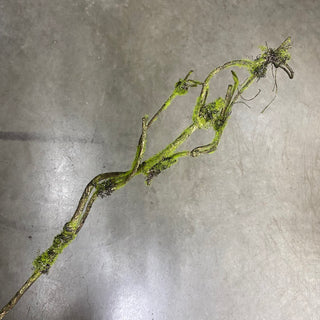 Mossy Twig Sp. 38"