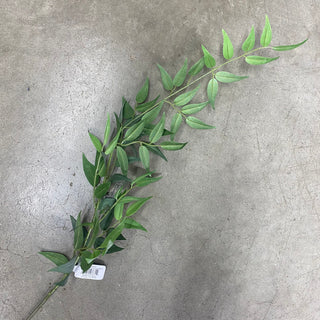 Italian Ruscus Leaf Spray 36"