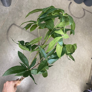 Chinese Money Tree Spray Green 40"