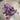 Supreme Eucalyptus Bush Purple 22” - Uncategorized Silk