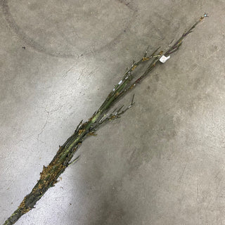 Twig Branch w/ Moss 56"