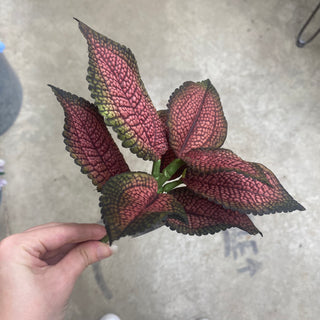 Coleus Leaf Spray Bu/Gr 10"