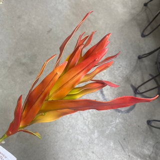 Aloe Bush Red/Orange 15"