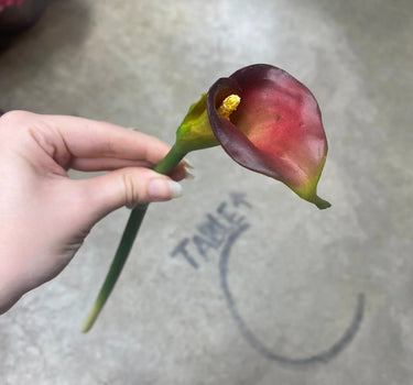 AmBest Calla Lily Spray Burgundy 18" - Uncategorized Silk