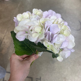 Hydrangea Stem LT LA