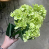 Fortune Hydrangea Green - Silk