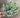 Le Fleur Myrtle Bush Green 15" - Uncategorized Silk