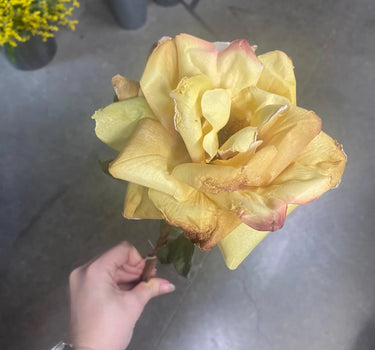 Direct Export Dried Open Rose Stem Yellow - Dried Flowers Silk
