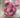 Le Fleur Cabbage Rose Bush Violet 19" - Uncategorized Silk