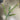 Supreme Succulent Pick 13.5" - Uncategorized Silk
