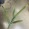 Supreme Succulent Pick 13.5" - Uncategorized Silk