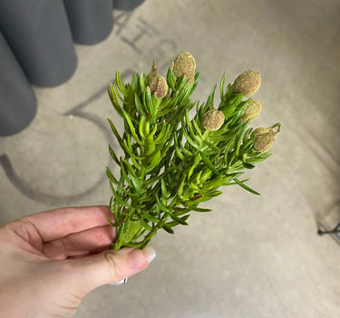 Supreme Succulent Pick Green 7" - Uncategorized Silk