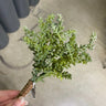 Supreme Succulent Pick Grey-Green 7'' - Uncategorized Silk