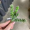 Supreme Succulent Pick Green-Purple 6'' - Uncategorized Silk